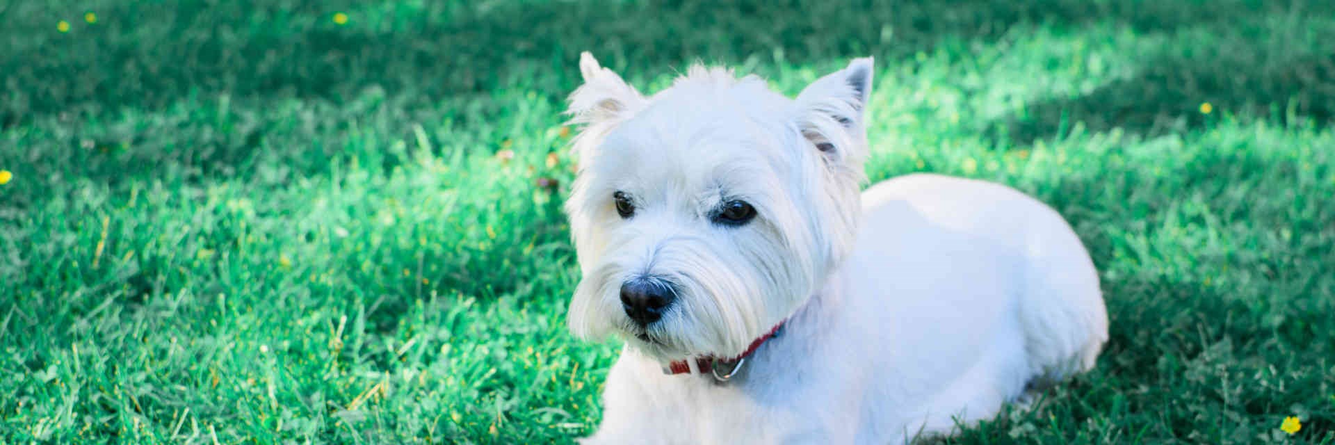 West Highland White dog lying on the grass