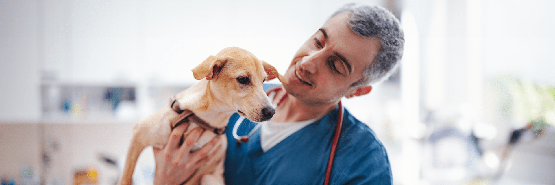 Vet holding small dog and smiling