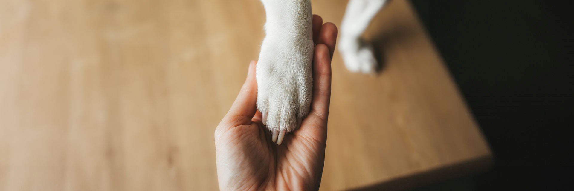 A dog's paw held gently in a human hand