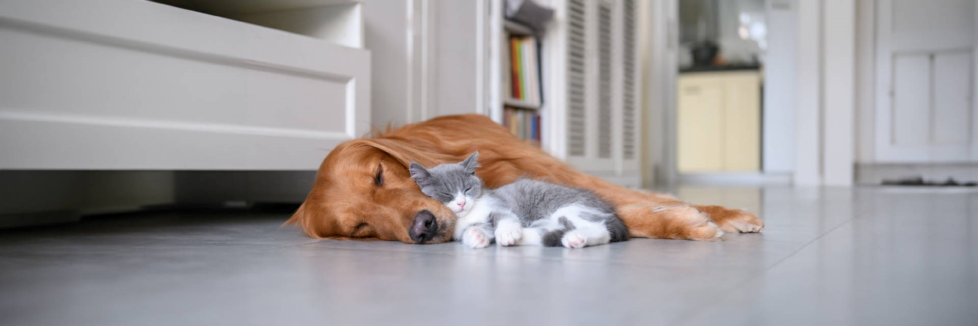 Kitten and a dog asleep together