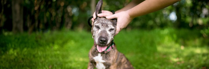 Older dog having its ears stroked