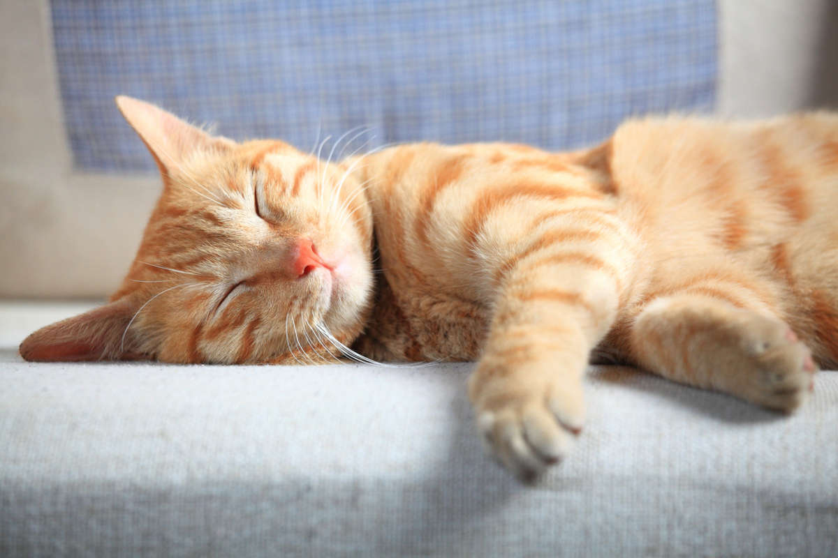 Ginger cat sleeping on the sofa