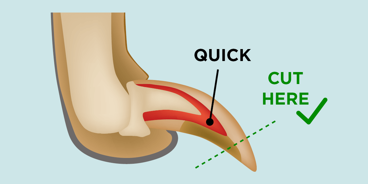 Diagram of how to cut a dog's claws