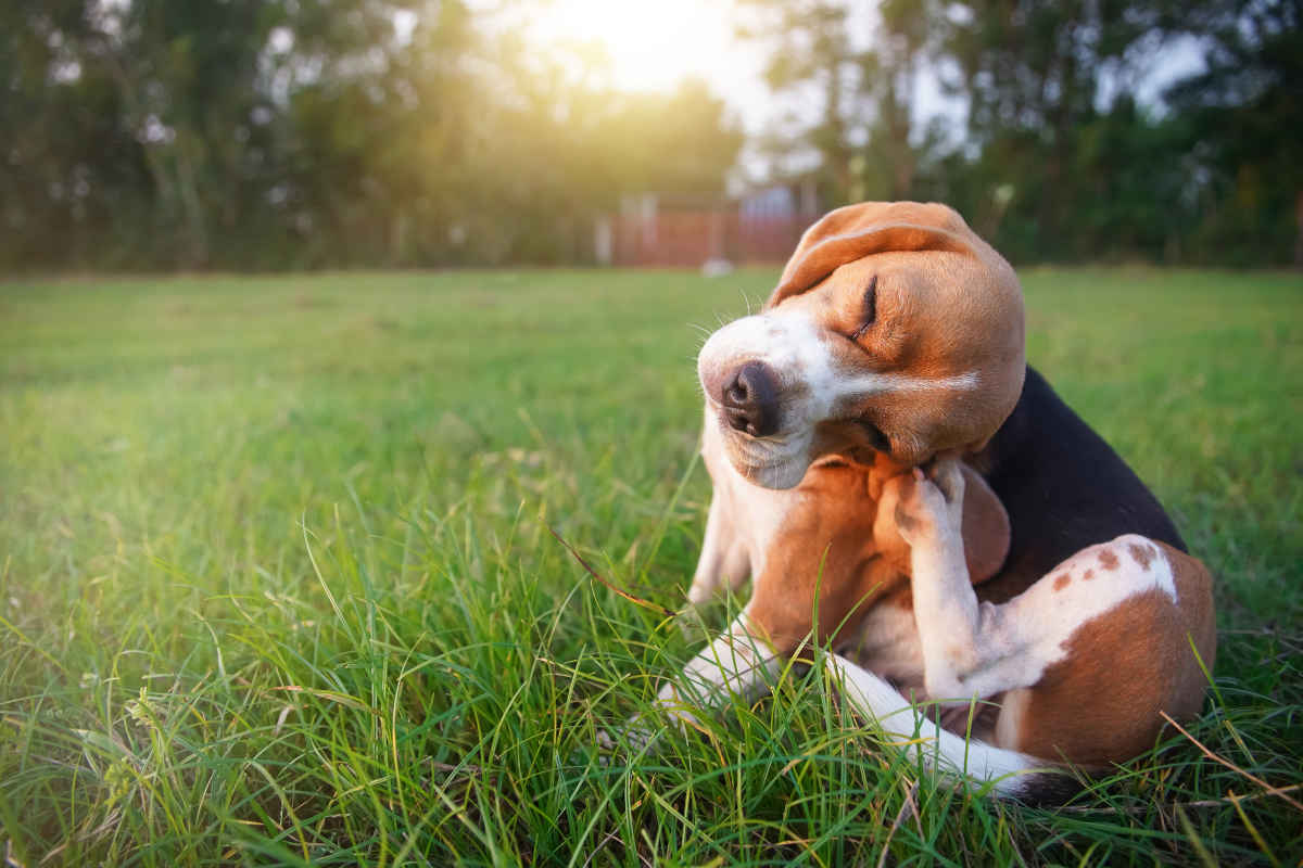 Beagle sitting on grass scratching