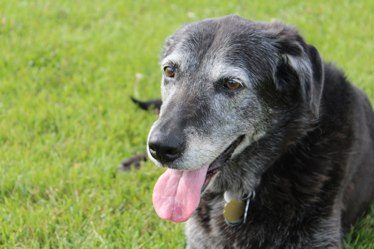 Happy older dog with greying fur