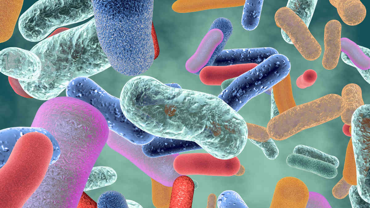 Image of gut microbes