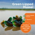 Green−Lipped Mussel 