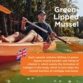 Green−Lipped Mussel 